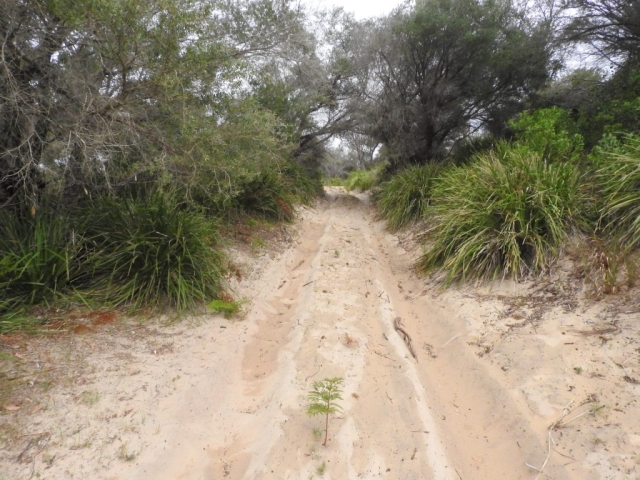 The Pimple Track gets sandy as it approaches Bherwerre Beach