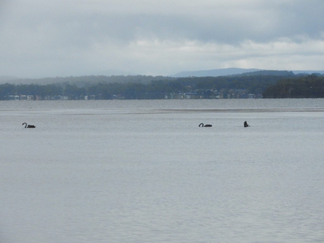 Swans on St Georges Basin - on the way to Bherwerre Beach