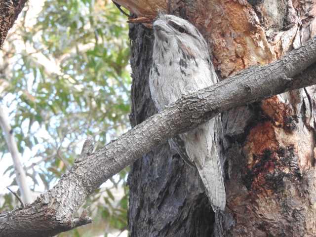 Tawny frogmouth