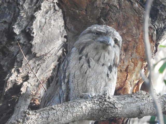 Our neighbourhood tawny frogmouth