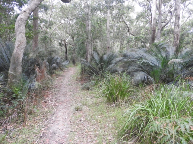 Forest trail in Seven Mile Beach National Park