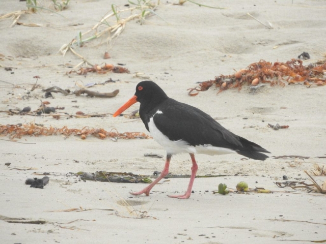 Pied oystercatcher