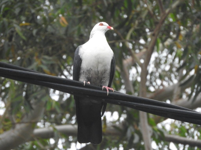 White-headed pigeon