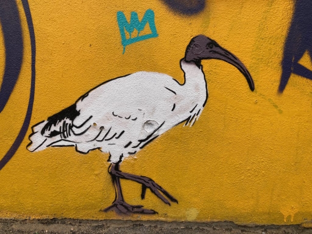 An ibis - Tennant Court, Adelaide