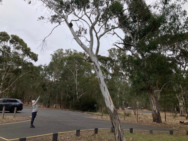 LB has found a Koala in Belair National Park