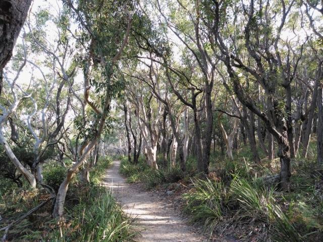 Forest track on the way to Hyams Beach