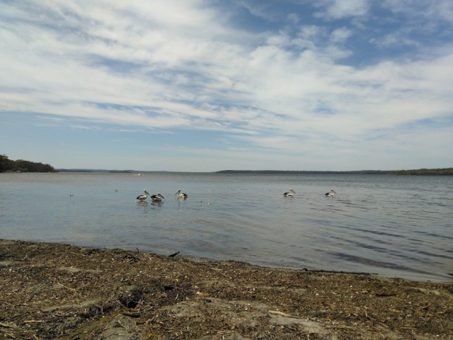 Pelicans on St Georges Basin