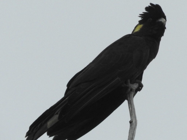 Yellow-tailed black cockatoo