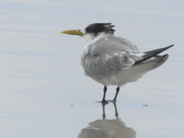 Greater crested tern