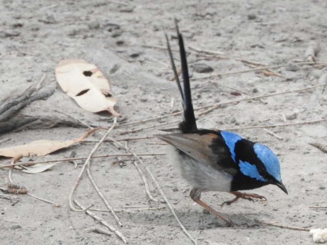 Superb fairy-wren