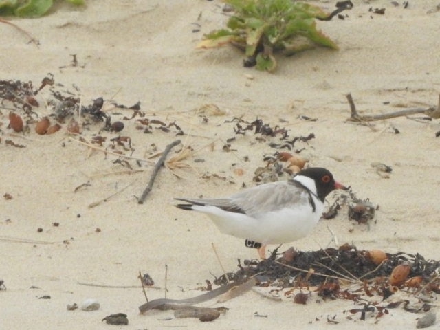 Hooded Plover