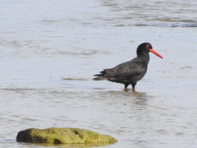 Sooty Oystercatcher at Stony Creek