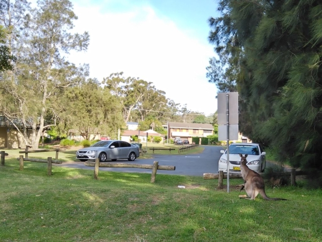 Kangaroo in the neighbourhood