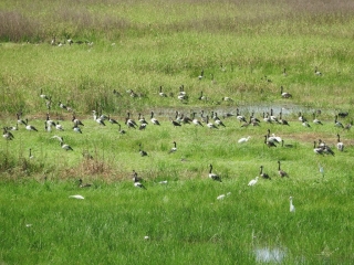 Flock of magpie geese