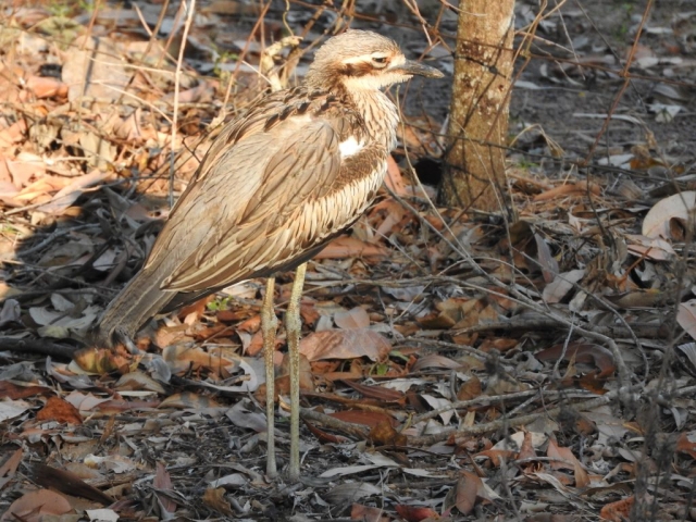 Bush stone-curlew in the garden