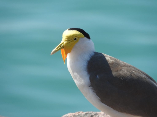 Masked lapwing in Darwin CBD