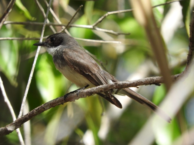 Northern fantail