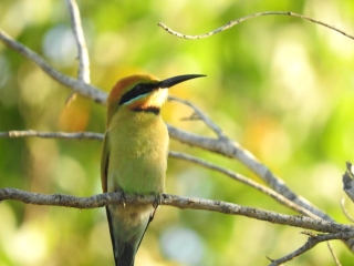 Rainbow bee-eater
