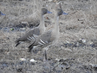 Plumed whistling ducks
