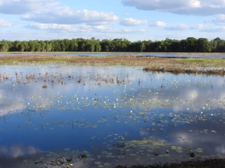 Mcminns Lagoon in the morning