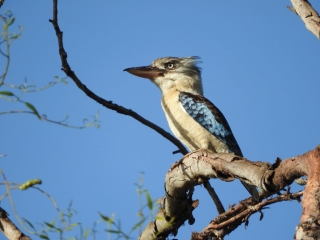 Blue-winged Kookaburra