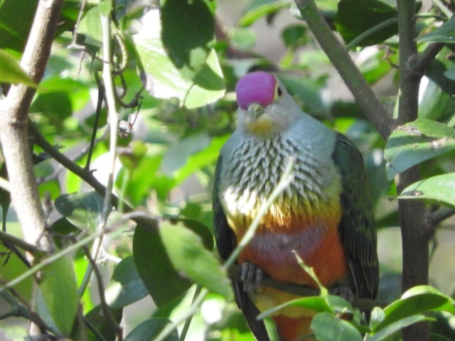 Rose-crowned fruit-dove