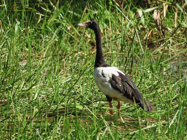 Magpie goose