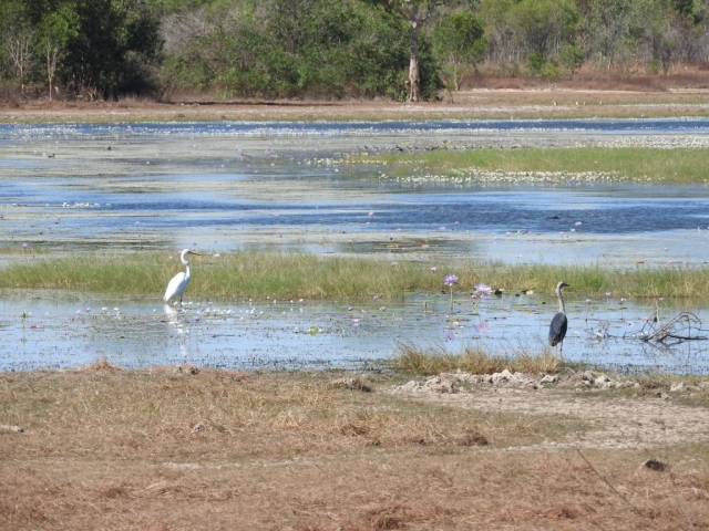 Birds hanging out on the billabong