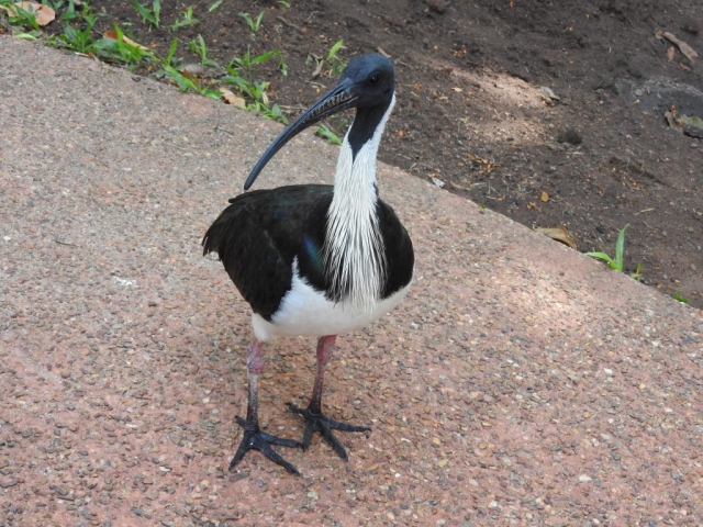 Straw-necked ibis in Darwin Botanic Gardens