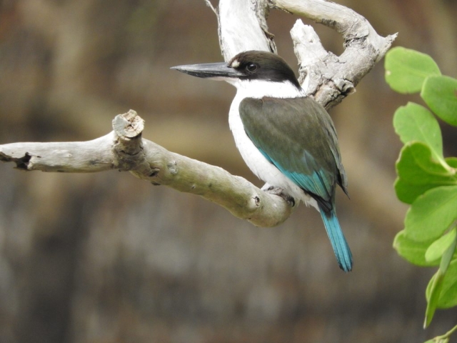 Collared kingfisher