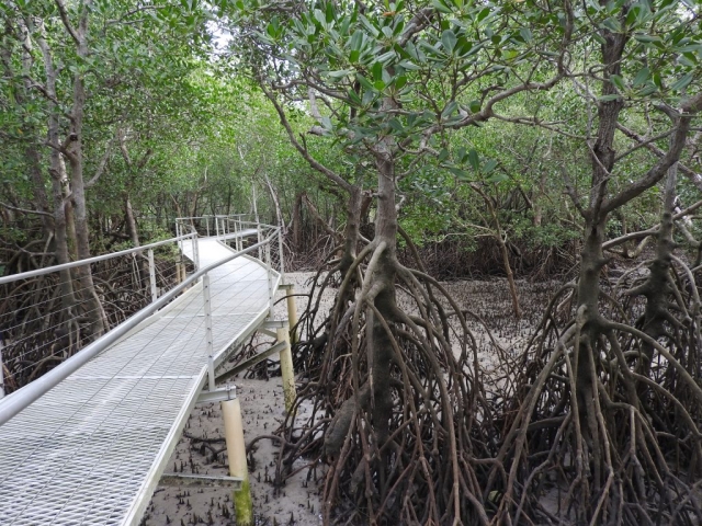 Mangrove Boardwalk in East Point Reserve