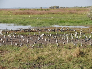 Herons as seen from Pandanus Lookout
