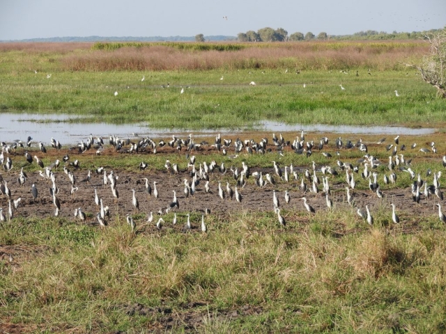 Herons as seen from Pandanus Lookout