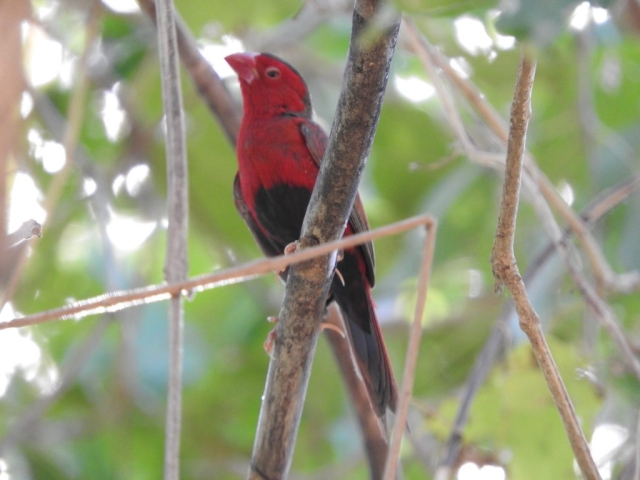 Crimson finch