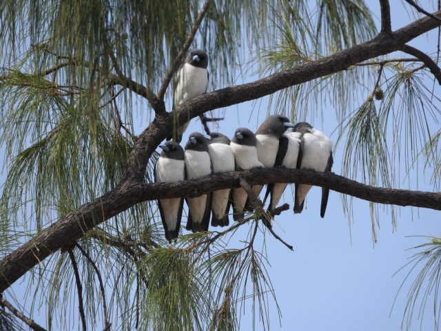 White-breasted woodswallows