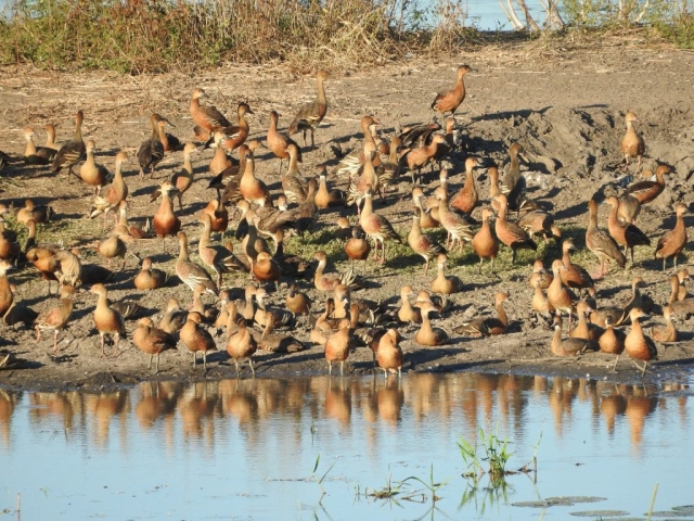 Large group of whistling ducks