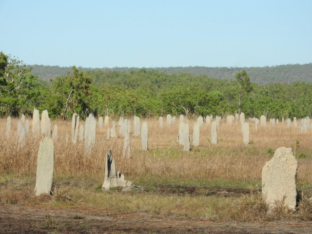 Termite mounds as far as the eye can see