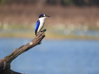 Forest kingfisher