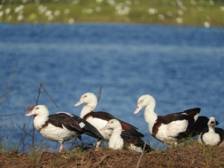 Radjah shelducks