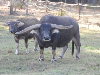 Angry looking buffalo
