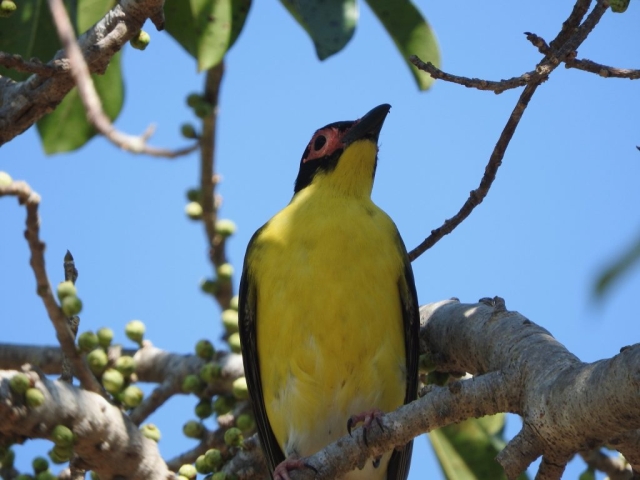 Australasian figbird