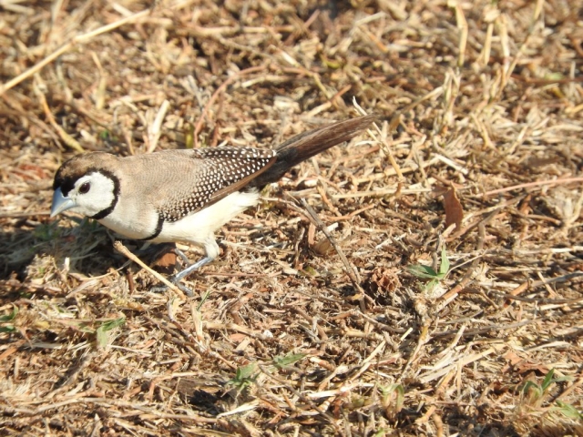 Double-barred finch