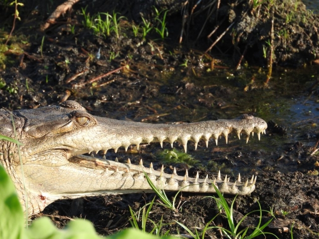 The freshwater crocodile has big teeth