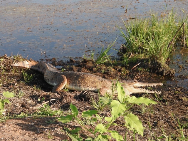 Freshwater crocodile