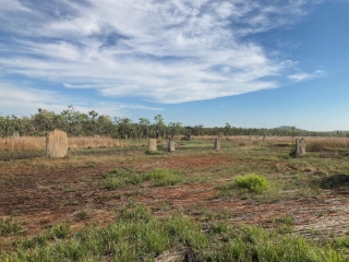Termite mounds in Litchfield National Park