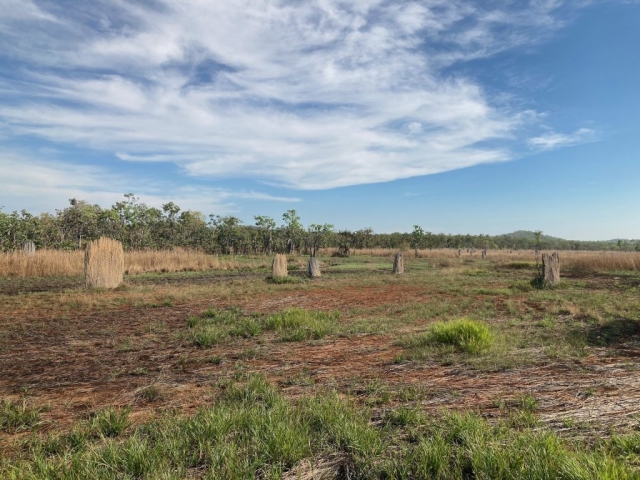 Termite mounds in Litchfield National Park