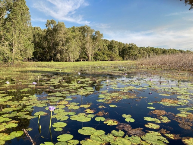 Wetlands at the end of the trail