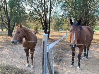 Horses were our neighbours