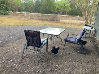 Chickens in the outside dining area