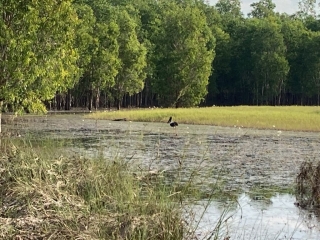 Finally we found a Black-necked stork in the distance
